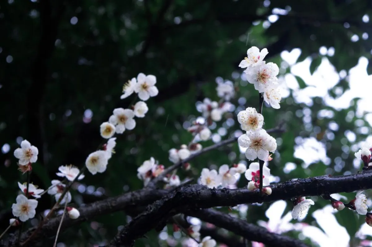 plum blossom
